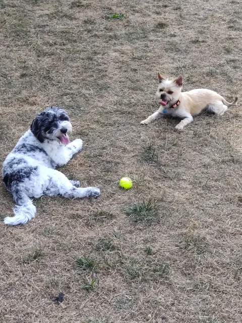 Bothell Pop-up Dog Park