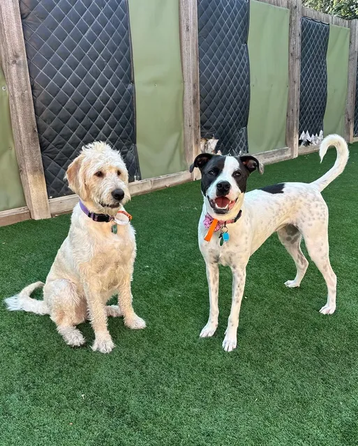 ADOGO Pet Hotel Minnetonka, MN