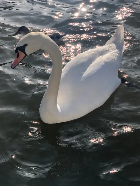 Healing in the Harbour
