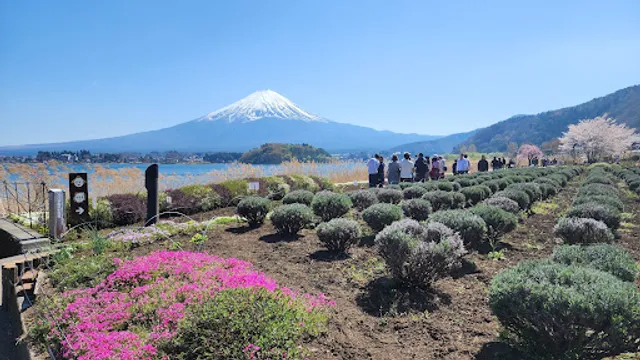 Lake Kawaguchi Lavender