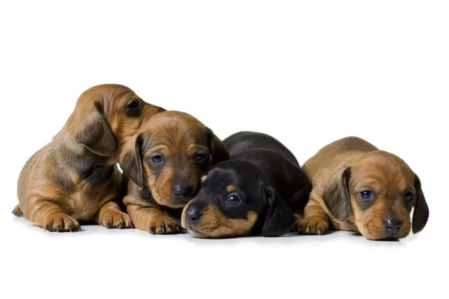 Firehouse Animal Health Center Leander