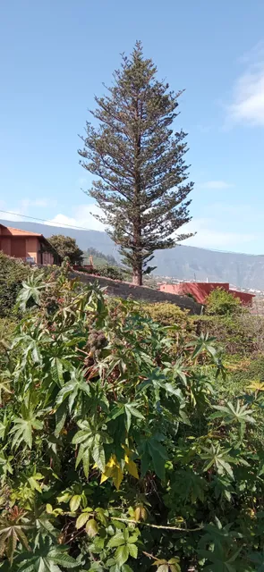 Bodega La Araucaria. Producción ecológica