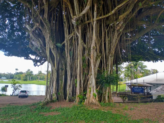 Giant Banyan Tree
