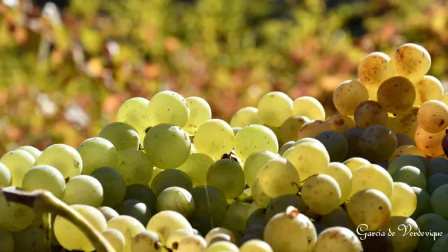 Bodega García de Verdevique