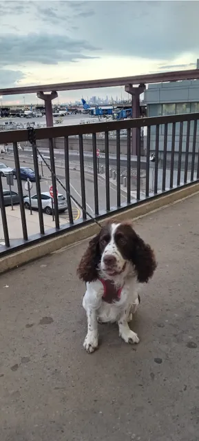 Duke's Mobile Dog Hut