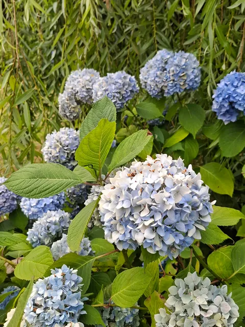 Nursery Hydrangeas Haut Bois