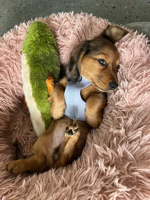 Meiers Game Processing