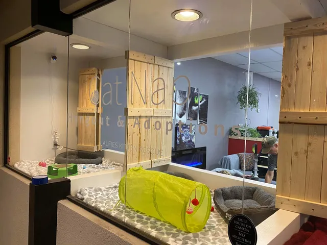 Cat Nap Hangout & Adoptions