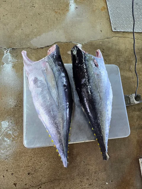 Fresh Catch Seafood - Retail and Wholesale