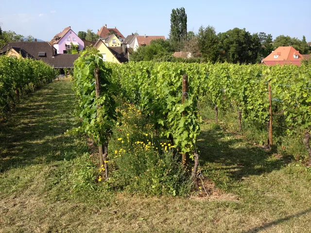 Vins JEAN SIEGLER - CLOS DES TERRES BRUNES