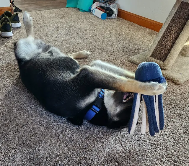 Hoovers Hause Rescue Center