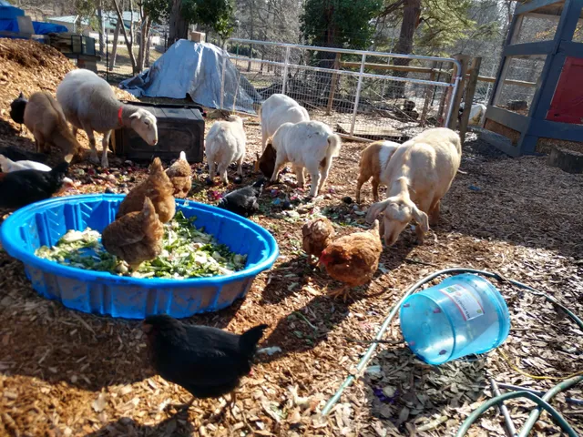 Hunger Has No Color formally Gilliam's Community Garden