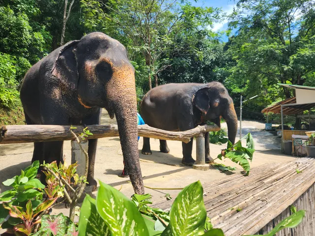 Elephant Jungle Sanctuary