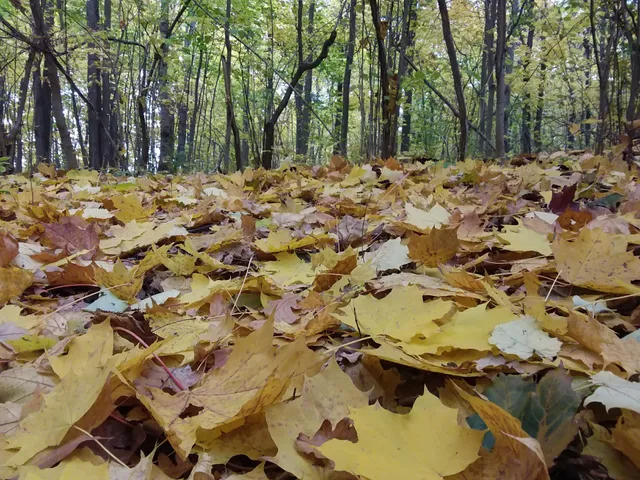 Forest Park Mitinsky