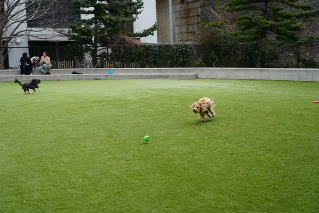 Pier 6 Dog Run