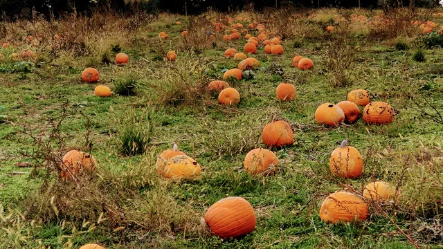 Rustic Valley Orchard