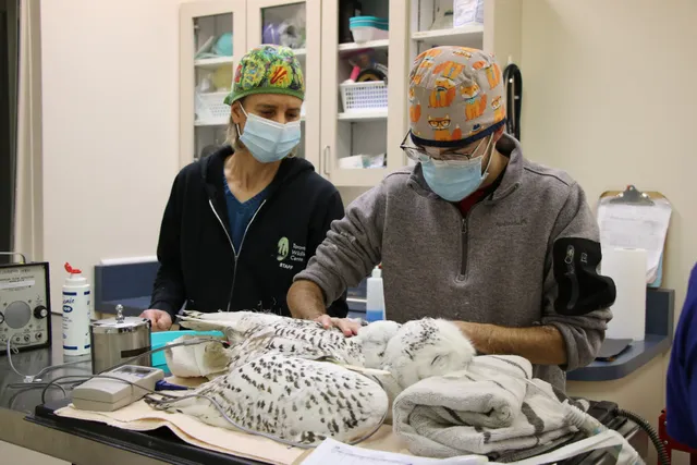 Toronto Wildlife Centre