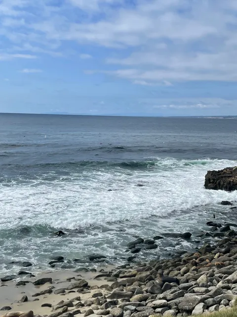 Point La Jolla Sea Lion Rookery