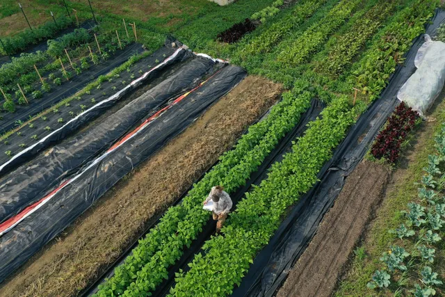 South Side Farms 573