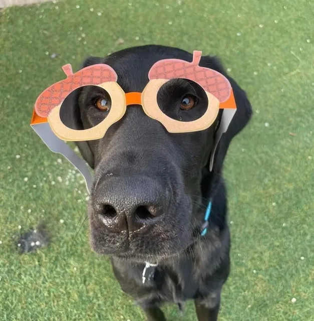 Medina Creative Pet Play