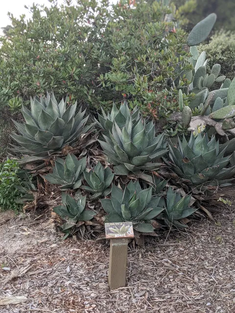 Point Loma Native Plant Garden