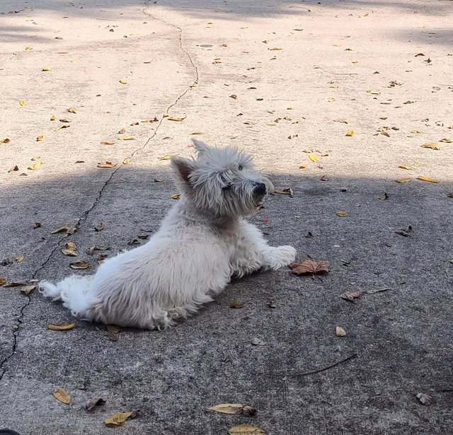 Pet Angel Memorial Center