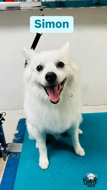 The Bark Site Grooming Spa