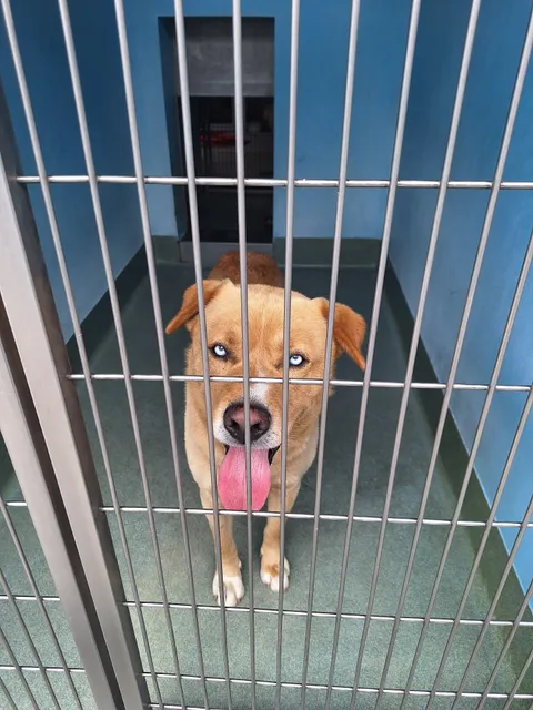 County of Los Angeles Department of Animal Care and Control - Baldwin Park Animal Care Center