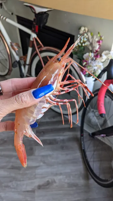 BC Live Spot Prawns & Fresh Seafood