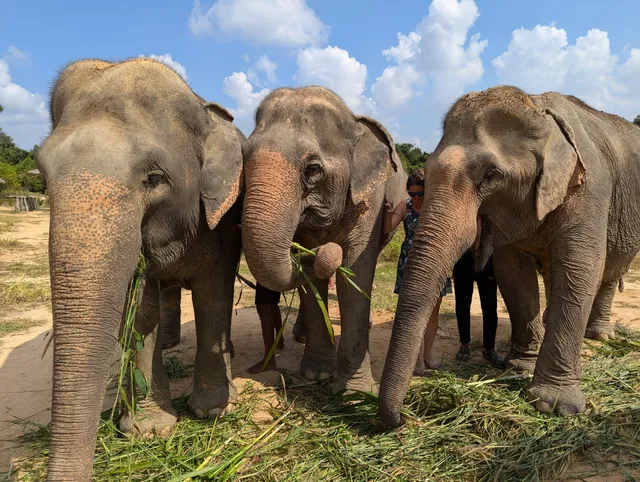 Cambodia Elephant Sanctuary