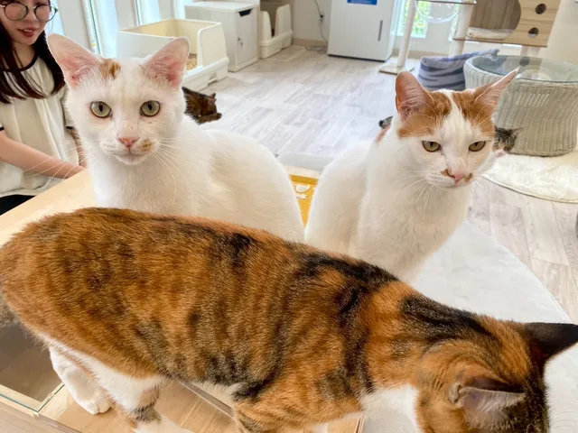 保護猫カフェ&ドッグランPorta