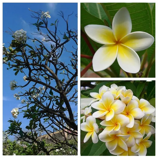 The Temple Tree Garden