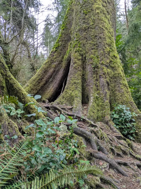 Richard Fenscak Cathedral Tree Trail Trailhead