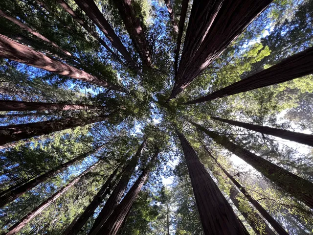 Muir Woods Panoramic trail