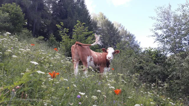 Urlaub beim "Schachner"