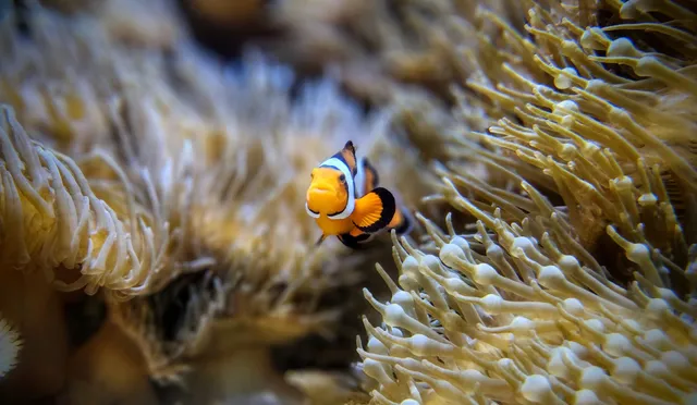 The Boyd Foundation Aquarium & Reptile Conservation Center