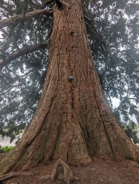 Giant Sequoia, Portland Heritage Tree #152