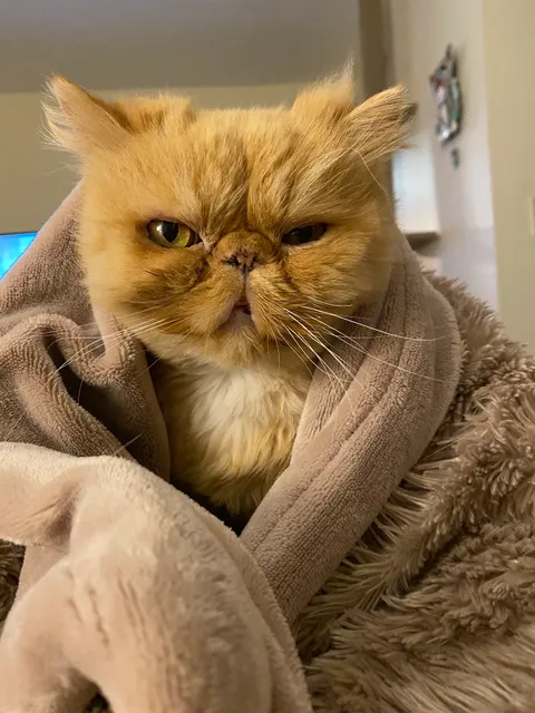 The Cat's Meow Cat Sitters, LLC