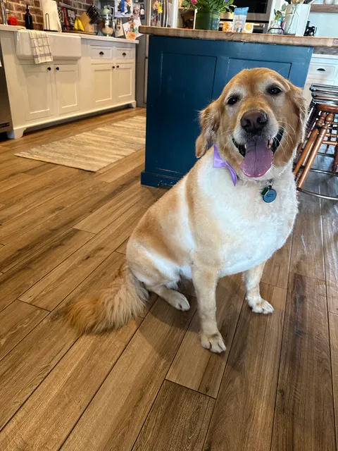 Furry Land Mobile Grooming Beaumont