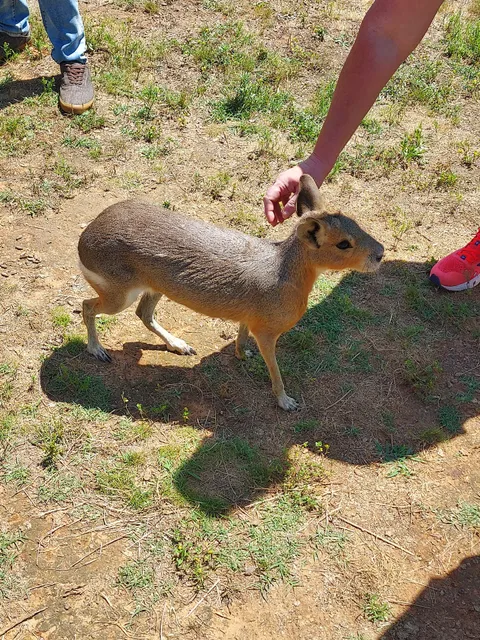 Nomads animal encounter