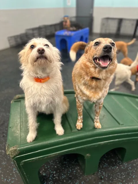 Dogtopia of Temecula