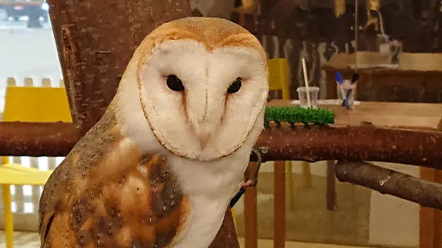 Moff animal cafe AEON MALL Makuhari New City