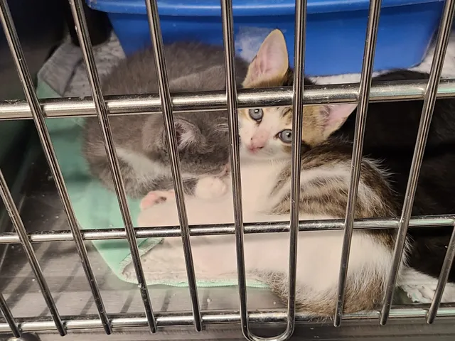 Metter Animal Shelter