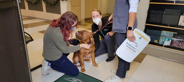 Animal Dermatology Clinic