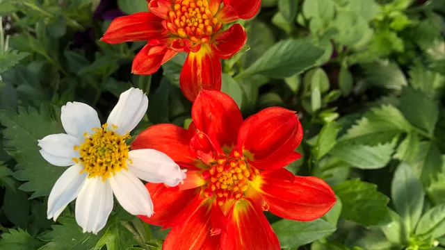 The Farmers Daughter