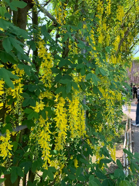 Kibana Wisteria Tunnel