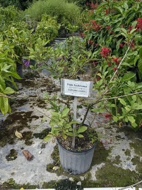 Richard Lyons' Nursery