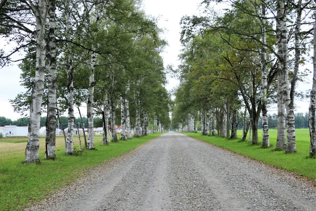 Tokachi Ranch White Birch Trees