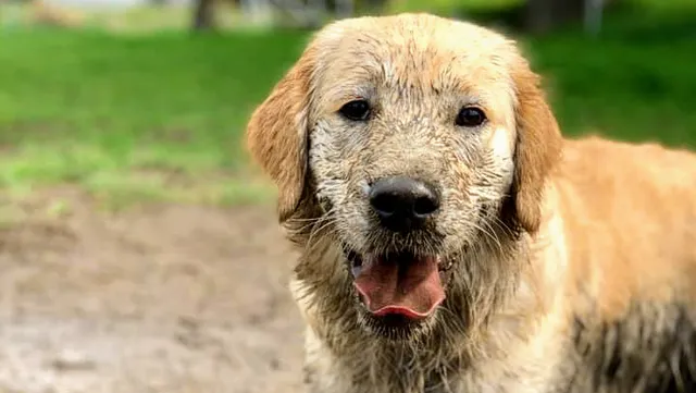 Hobsonville Point (Bomb Point) Dog Park