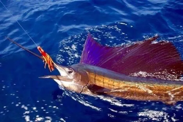 Cabo San Lucas fishing Charters